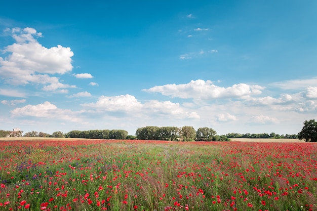 Paisagem de campo de flor papoula vermelha