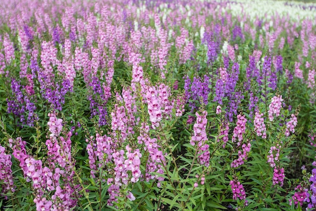 Paisagem de campo de flores de lavanda