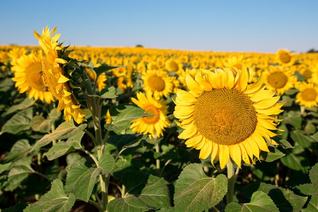 Paisagem de campo de girassol