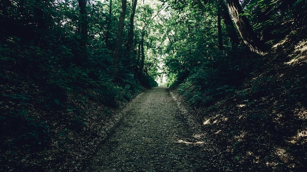 Paisagem de campo de grama e uso de parque público de ambiente verde como pano de fundo natural