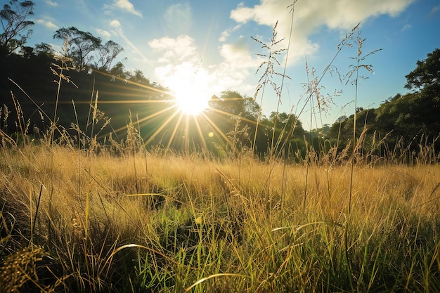 Paisagem de campo de grama pela manhã com brilho de luz solar