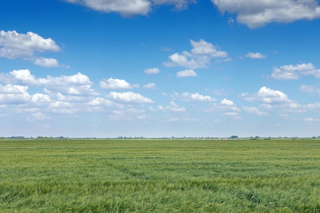 Paisagem de campo de trigo verde. Campo de trigo verde.