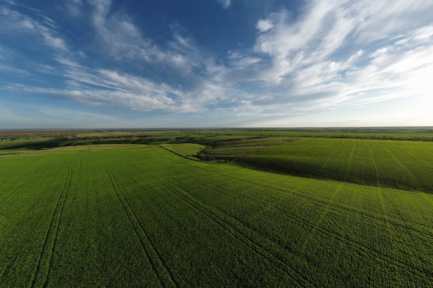 Paisagem de campo de trigo verde e céu azul com nuvens