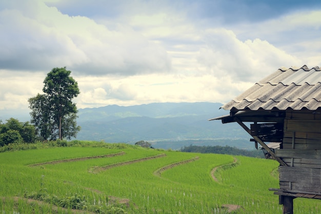 Paisagem de campo