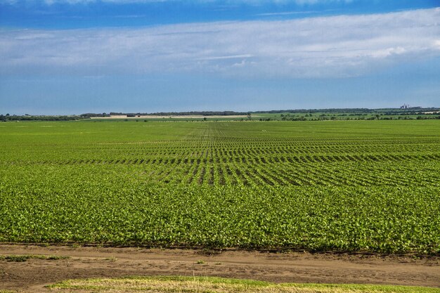 Foto paisagem de campos cultivados com sojaxa