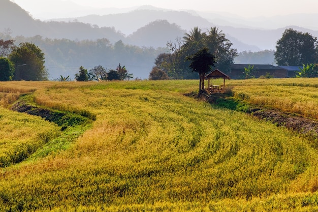 Paisagem de campos de arroz