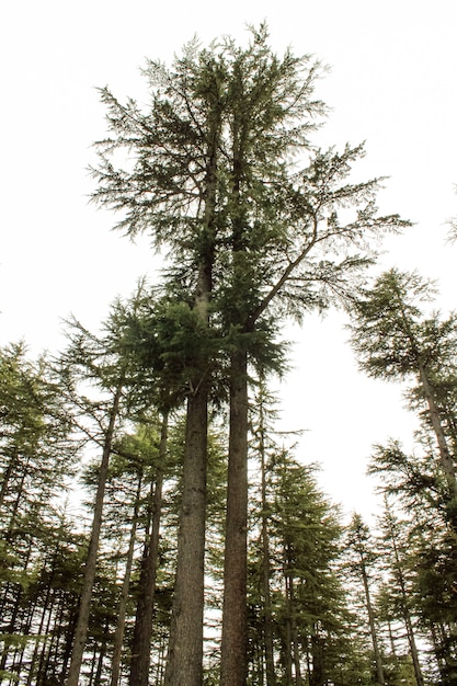 Paisagem de cenário de Malam Jabba e Kalam Swat