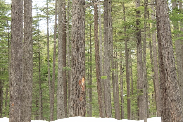 Paisagem de cenário de malam jabba e kalam swat