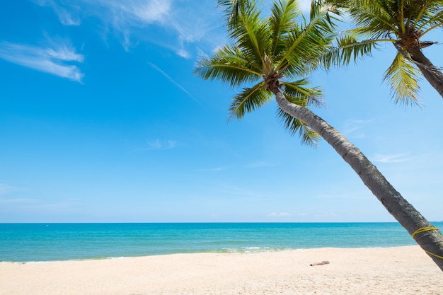 Paisagem de coqueiro na praia tropical no verão