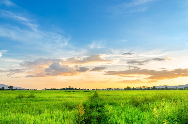 Paisagem, de, cornfield, e, campo verde