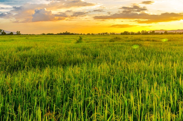 Paisagem, de, cornfield, e, verde, campo, com, pôr do sol, fazenda,