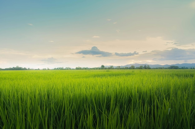 Foto paisagem de culturas verdes e campo agricultura de agricultor com sementeira de arroz planta jovem e campo campo de arroz com pôr-do-sol e terras de cultivo tailândia agricultura e fazenda na ásia