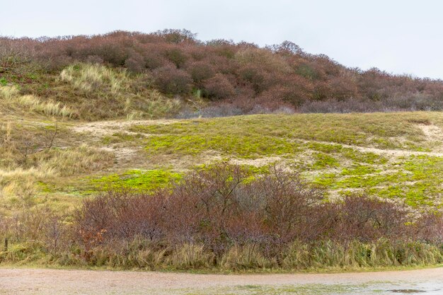 Paisagem de dunas costeiras