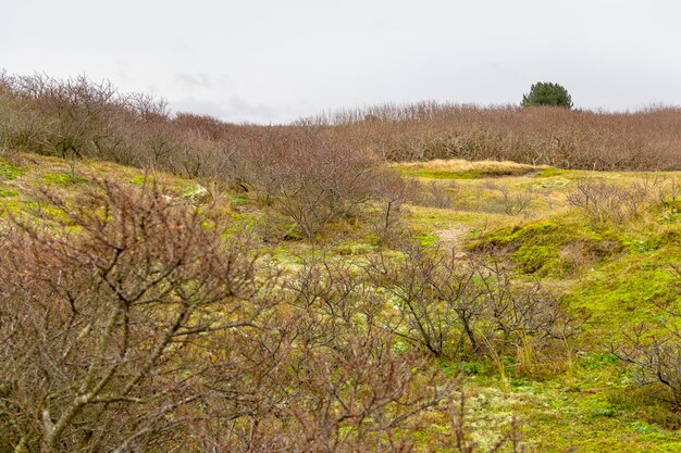 Paisagem de dunas costeiras