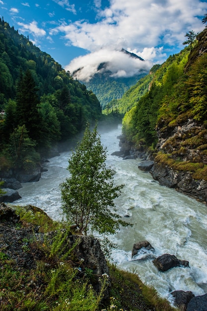 Paisagem de encostas de montanha com pinheiros no meio do nevoeiro em svaneti, geórgia.