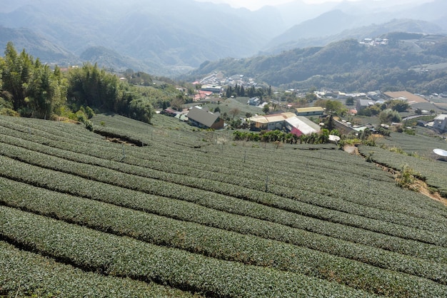 Paisagem de fazenda de chá cru fresco em Shizhuo Trails em Alishan, Taiwan