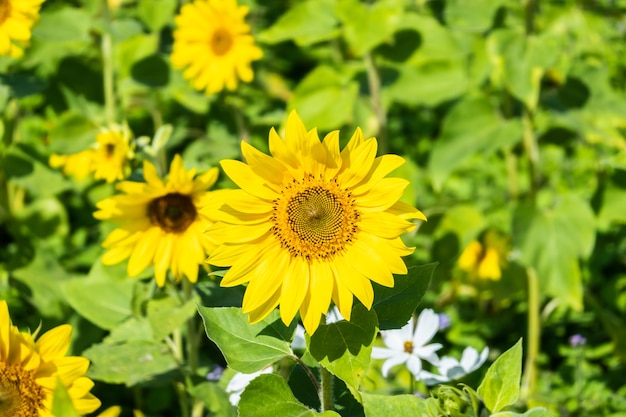 Paisagem de fazenda de girassóis com flores amarelas durante o dia