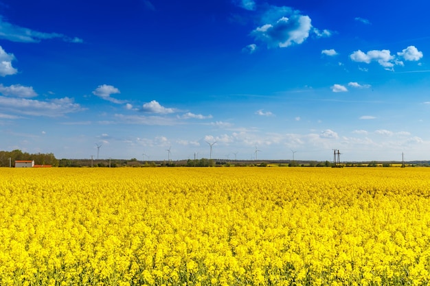 paisagem de flores de colza