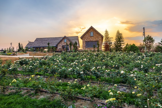 Paisagem de florescência rosa graden com bela casa na montanha sob