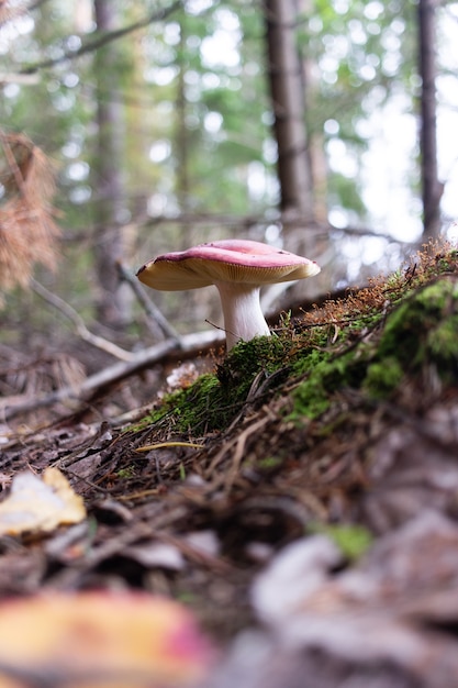 paisagem de floresta com cogumelos e musgo