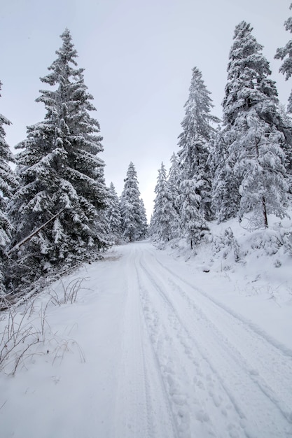 Paisagem de floresta com neve