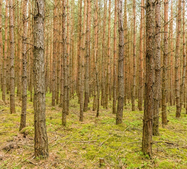 Foto paisagem de floresta com pequenos troncos de pinheiro