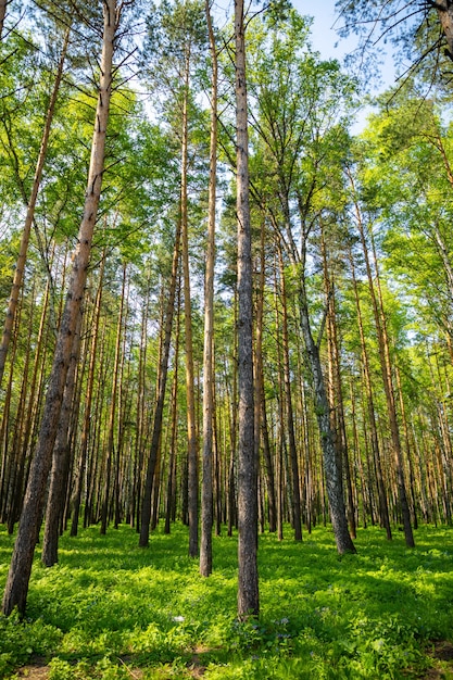 Paisagem de floresta de abetos no verão na Sibéria, na Rússia