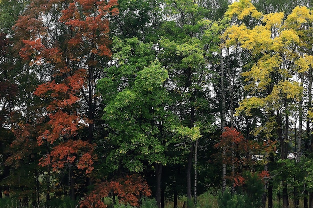 paisagem de floresta de outono dourado, vista de floresta mista, taiga, natureza em outubro