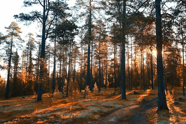 paisagem de floresta de outono/floresta amarela, árvores e folhas paisagem de outubro no parque