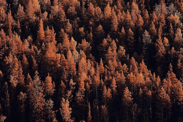 paisagem de floresta de outono / floresta amarela, árvores e folhas Paisagem de outubro no parque