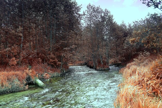 paisagem de floresta de outono / floresta amarela, árvores e folhas Paisagem de outubro no parque