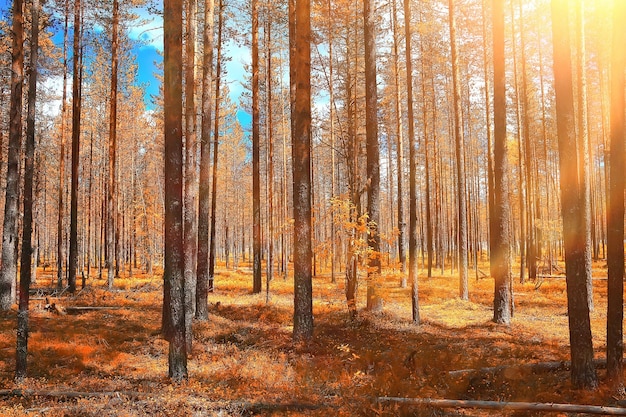 paisagem de floresta de outono / floresta amarela, árvores e folhas Paisagem de outubro no parque