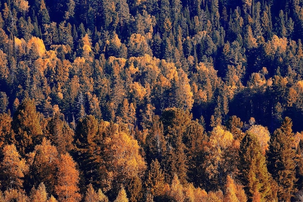 paisagem de floresta de outono, fundo abstrato Vista de outubro em árvores amarelas, natureza de outono