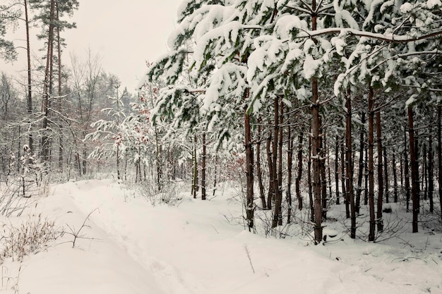 Paisagem de floresta de pinheiros nevado pela manhã