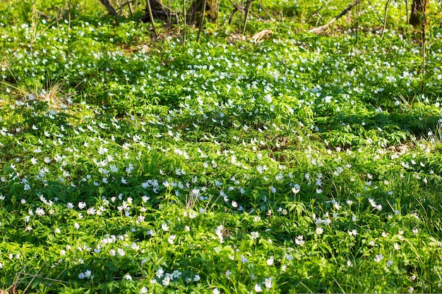 Paisagem de floresta de primavera com flores frescas ao ar livre