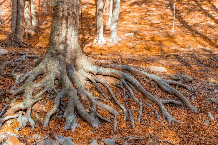 Foto paisagem de floresta dourada de outono sob os raios brilhantes do sol paisagem rural com luz quente