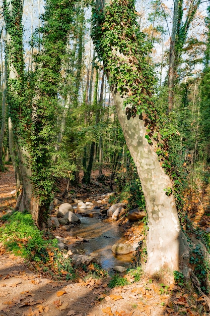 Paisagem de floresta dourada de outono sob os raios quentes do sol Paisagem rural