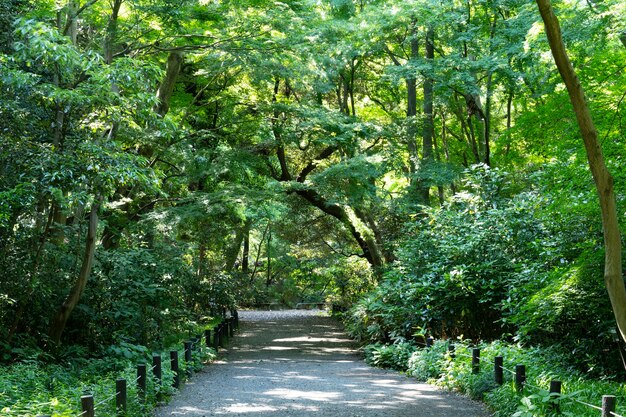 Paisagem de floresta e calçadão repleto de vegetação fresca