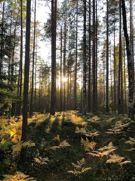 Paisagem de floresta ensolarada de outono e samambaia seca e amarelada no pôr do sol na temporada de outono