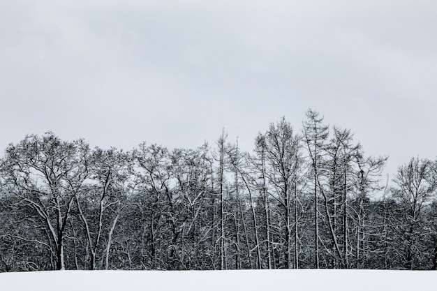 Paisagem de floresta europeia de neve de inverno preto e branco. Céu nublado. Inverno.