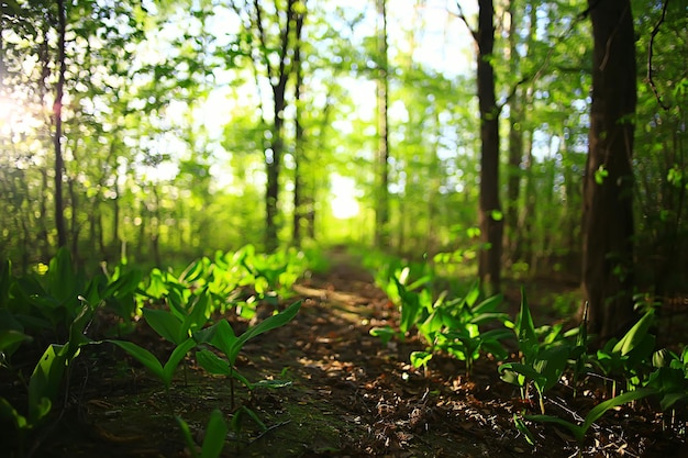 paisagem de floresta verde primavera, vista abstrata no matagal da floresta