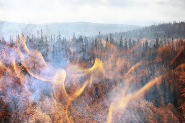 paisagem de fundo de incêndio florestal, fogo abstrato e fumaça na floresta, árvores secas estão queimando