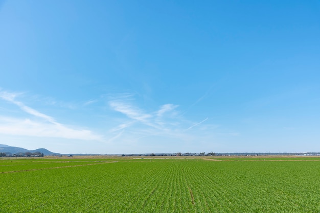 Foto paisagem de fundo para o verão, céu azul e bela nuvem