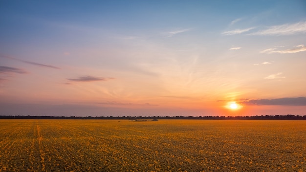 Paisagem de girassóis florescendo à noite com um pôr do sol ao fundo