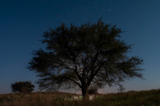 Paisagem de grama das Pampas Província de La Pampa Patagônia Argentina