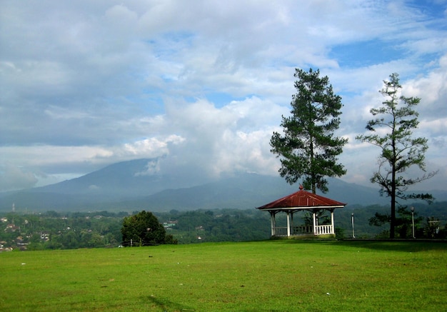 Paisagem de gramado e mirante com dois pinheiros.