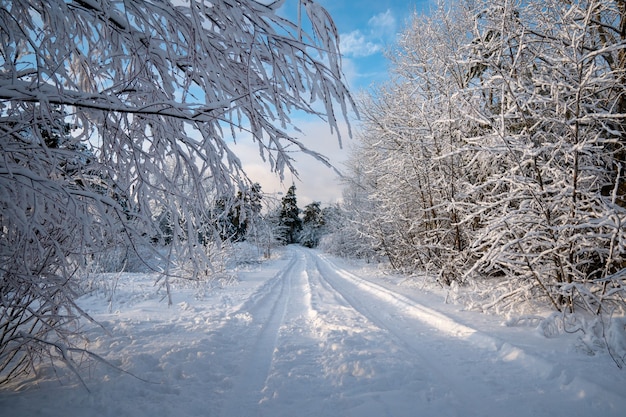 Paisagem de inverno à noite. Estrada na floresta. Drifts. Frio