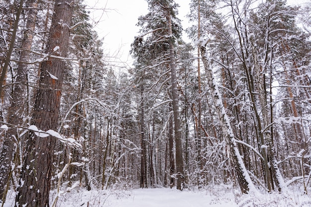 Paisagem de inverno. árvores com neve, geada, grandes nevascas e neve. panorama de neve.