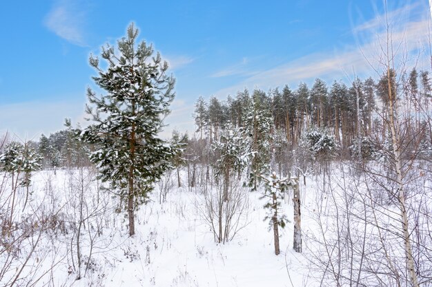 Paisagem de inverno. árvores com neve, geada, grandes nevascas e neve. panorama de neve.