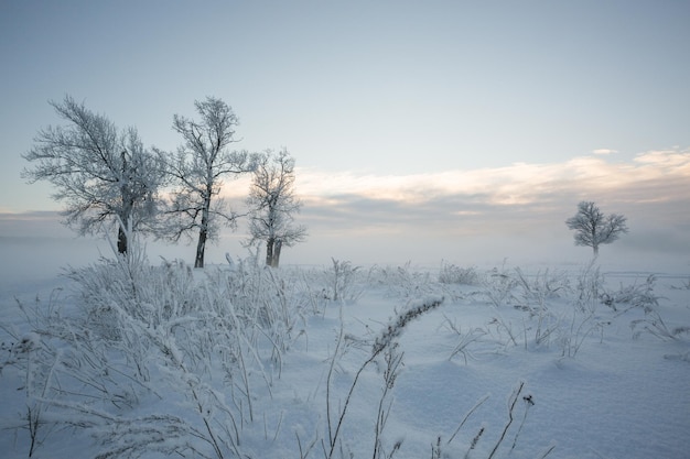 Paisagem de inverno, árvores congeladas, vista de neve, lindo inverno